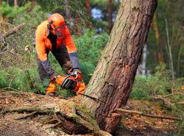 Professional Tree Services in Murray, KY